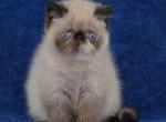 J Adore - Exotic Cat For Sale - Pembroke Pines&comma; FL&comma; US