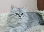 Galateya - Siberian Cat For Sale - Miami&comma; FL&comma; US