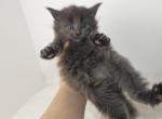 Female Solid Blue - Maine Coon Cat For Sale - Union City&comma; MI&comma; US