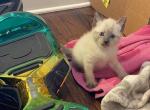 Pip Winter'25 - Siamese Cat For Sale - Winder&comma; GA&comma; US