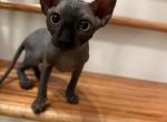 Babybat3 - Bambino Cat For Sale - Chicago&comma; IL&comma; US