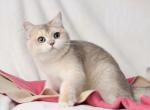 Saja - British Shorthair Cat For Sale - Norwalk&comma; CT&comma; US