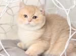 Terry - British Shorthair Cat For Sale - Norwalk&comma; CT&comma; US