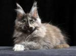 Nellie - Maine Coon Cat For Sale - Miami&comma; FL&comma; US