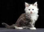 Santiago - Maine Coon Cat For Sale - Miami&comma; FL&comma; US