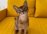 Kitten D4 - Abyssinian Cat For Sale - Brooklyn&comma; NY&comma; US