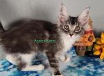 Silver and white girl - Maine Coon Cat For Sale - Fort Worth&comma; TX&comma; US