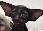 Ebony Black Male Kitten - Oriental Cat For Sale - NJ&comma; US