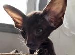Cinnamon Male Kitten - Oriental Cat For Sale - NJ&comma; US