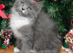 Avrora - Siberian Cat For Sale - Miami&comma; FL&comma; US
