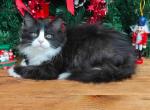 Amur - Siberian Cat For Sale - Miami&comma; FL&comma; US