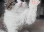 Prettyfold Gideon - Scottish Fold Cat For Sale - Staten Island&comma; NY&comma; US