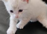 Bengal Kittens rosette snow and silverback - Bengal Kitten For Sale - Phoenix&comma; AZ&comma; US