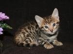 Bengal Kittens - Bengal Kitten For Sale - 
