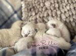Bali Litter D - Balinese Cat For Sale - CA&comma; US