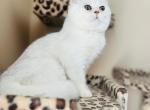 Wis - Exotic Cat For Sale - Lexington&comma; KY&comma; US