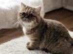 Livi - Exotic Cat For Sale - Lexington&comma; KY&comma; US