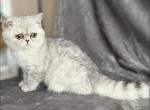 Dori - Persian Cat For Sale - Lexington&comma; KY&comma; US