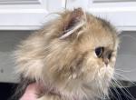 Celestial Nashville - Persian Cat For Sale - Fort Worth&comma; TX&comma; US