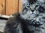 Christmas - Maine Coon Cat For Sale - East Taunton&comma; MA&comma; US