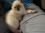 Christmas girl - Siamese Cat For Sale - Bryan&comma; TX&comma; US