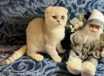 Milo - Scottish Fold Cat For Sale - Renton&comma; WA&comma; US