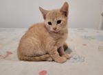 Beige - Domestic Cat For Sale - Becket&comma; MA&comma; US