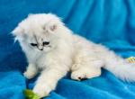 CFA Dusk - Persian Cat For Sale - Pensacola, FL, US