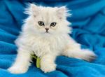 CFA Dawn - Persian Cat For Sale - Pensacola, FL, US