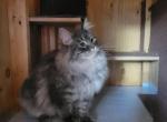 Sebastian - Siberian Cat For Sale - Montgomery&comma; MA&comma; US