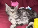 Nova - Maine Coon Cat For Sale - Carmel&comma; NJ&comma; US