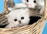 Casper - Scottish Straight Cat For Sale - MD&comma; US