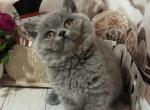 Female blue color - British Shorthair Cat For Sale - Glendale&comma; CA&comma; US