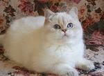 Funtik - British Shorthair Cat For Sale - Los Angeles&comma; CA&comma; US