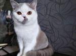 Pink Floyd - British Shorthair Cat For Sale - Los Angeles&comma; CA&comma; US
