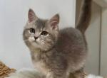 Knopka - British Shorthair Cat For Sale - Los Angeles&comma; CA&comma; US