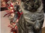 Everest - Maine Coon Cat For Sale - Paron&comma; AR&comma; US