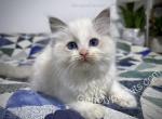 Argus - Ragdoll Cat For Sale - Tuscaloosa&comma; AL&comma; US