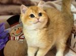 Oskar - British Shorthair Cat For Sale - Glendale&comma; CA&comma; US