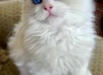 Elon Max - Ragdoll Cat For Sale - MN&comma; US