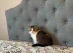 Natusi - Scottish Fold Cat For Sale - Las Vegas&comma; NV&comma; US