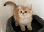 Miki - British Shorthair Kitten For Sale - Las Vegas&comma; NV&comma; US