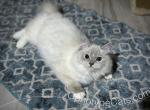 Peach - Ragdoll Cat For Sale - Tuscaloosa&comma; AL&comma; US