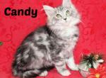 TICA female Candy - Maine Coon Cat For Sale - Waterloo&comma; IN&comma; US