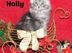 TICA female Holly - Maine Coon Cat For Sale - Waterloo&comma; IN&comma; US