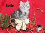 TICA female Belle - Maine Coon Cat For Sale - Waterloo&comma; IN&comma; US