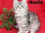 TICA female Noelle - Maine Coon Cat For Sale - Waterloo&comma; IN&comma; US