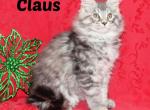 TICA male Claus - Maine Coon Kitten For Sale - Waterloo&comma; IN&comma; US