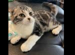Yoshi - Scottish Fold Cat For Sale - Angier&comma; NC&comma; US