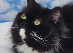 Wenzie - Ragamuffin Cat For Sale/Retired Breeding - Poplar Grove&comma; IL&comma; US